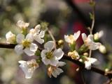 Quince or Chaenomeles speciosa