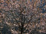 Cherry Tree Blossoms