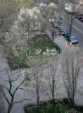 Pear Tree Blossoms