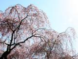 Cherry Tree Blossoms