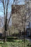 Garden View - Pear Trees