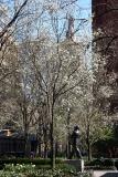 Garden View - Pear Trees