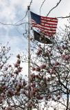 Flags & Tulip Tree Blossoms
