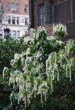 Pieris japonica white cascade - Presbyterian Church Garden