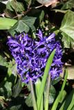 Hyacinth in a Bed of Ivy