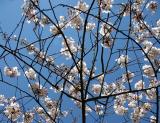 Cherry Tree Blossoms in a Web