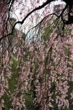 Cherry Tree Blossoms