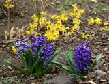 Hyacinths & Fosythia