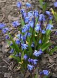Squill (Scilla siberica)