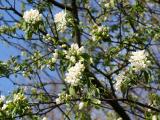 Apple Tree Blossoms