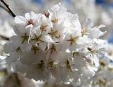 Cherry Tree Blossoms