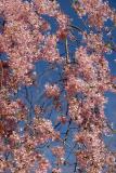 Cherry Tree Blossoms