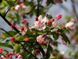 Crab Apple Tree Blossoms