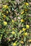Mahonia aquifolium or Oregon Grapeholly