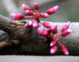 Cercis Tree - Red Bud