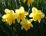 Daffodils