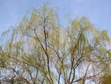 Willow Tree