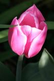 Pink Tulip