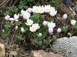 Bloodroot