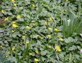 Marsh Marigolds
