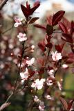 Prunus Bush