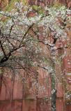 NYU Library & a Cherry Tree