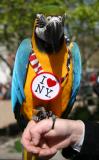 Polly Loves NY