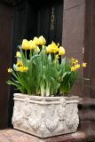 Yellow Tulips & Daffodils
