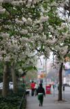 Apple Tree Blossoms