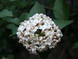 Viburnum - Church of the Ascension