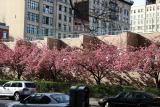 Cherry Blossoms - NYU Athletic Center