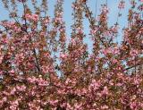 Cherry Tree Blossoms