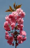 Cherry Tree Blossoms