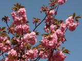 Cherry Tree Blossoms