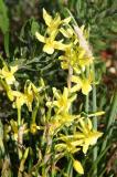 Miniature Daffodils