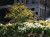 Kerria Bush & Daffodils