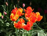 Tulips