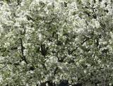 Apple Tree - Washington Square East