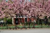 Cherry Tree Blossoms