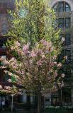 Cherry Tree Blossoms & New Ginkgo Tree Foliage