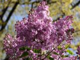 Lilacs