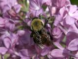 Bee in Lilac Blossoms
