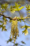 Oak Tree - New Foliage & Blossom