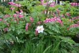 Dicentra and a Daffodil