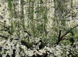 Dogwood Blossoms & Willow Tree Branches