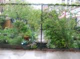 Garden View - Rainy Day