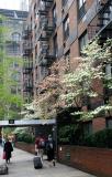 Blossoming Dogwood