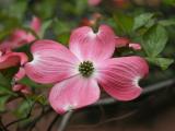 Dogwood
