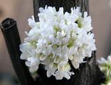 Cercis Tree Blossoms