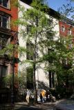 Ginkgo Tree & Street View